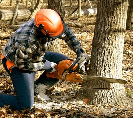 Tree Removal in Knotts Island, NC